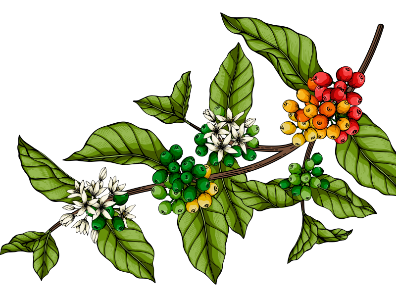 Café Arábica: flores hermafroditas e auto fertilidade