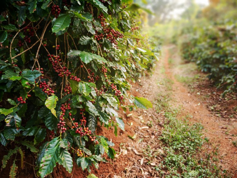 Coffee cultivation: how altitude influences flavor